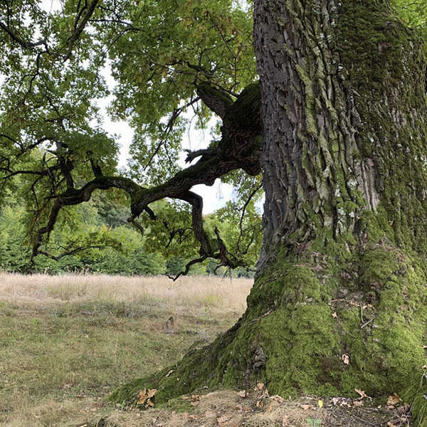 Curs de îngrijire a arborilor veterani