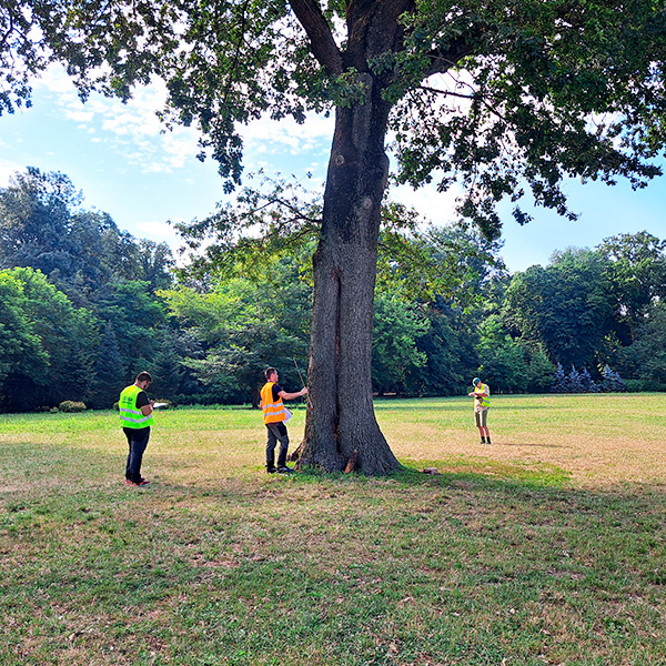 Curs de Inspecție arbori
