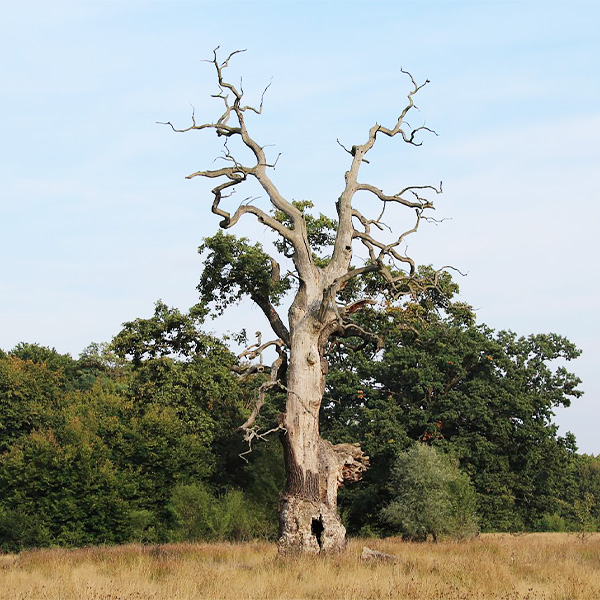Curs de morfofiziologie arboricolă