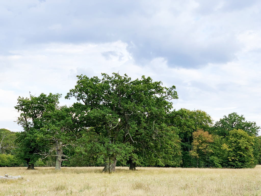 Stejarii din Podișul Breite / The Oaks of Breite Plateau