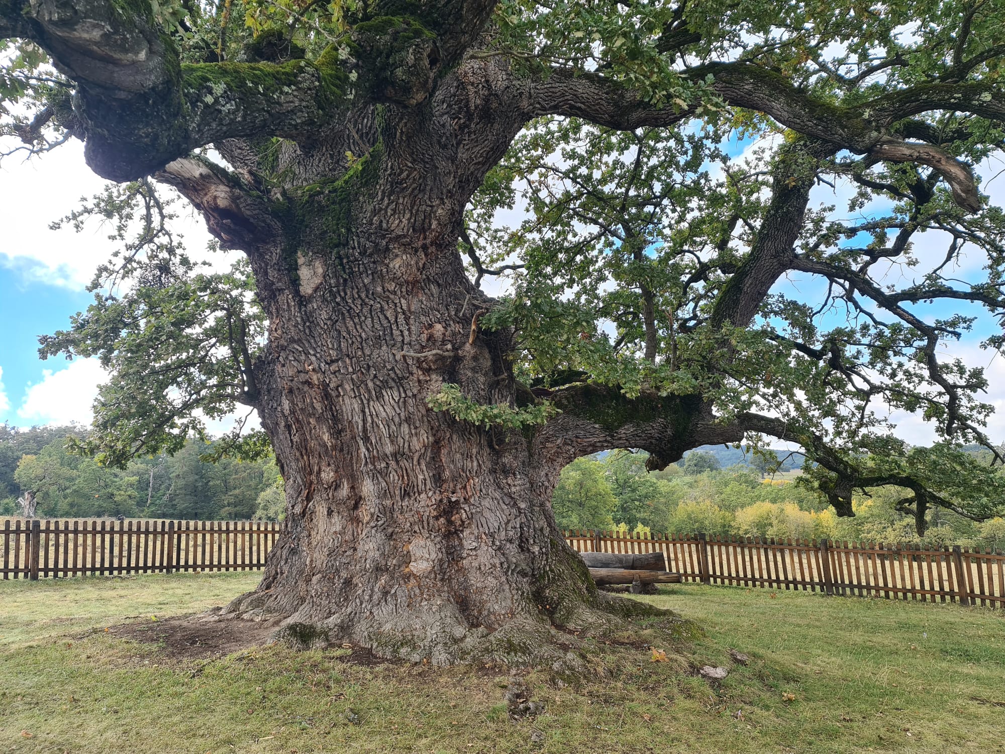 Stejarul Bătrân de la Mercheașa / The Old Oak of Mercheașa